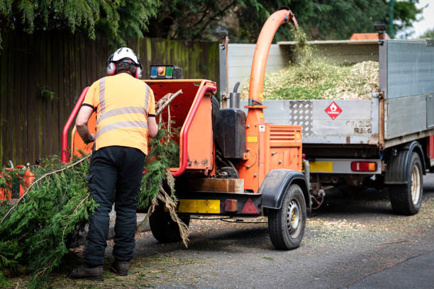 Best Tree Removal  in Haltom City, TX