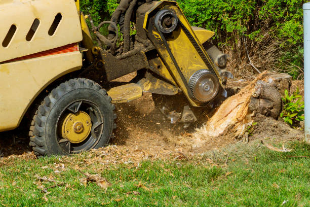 Best Emergency Tree Removal  in Haltom City, TX