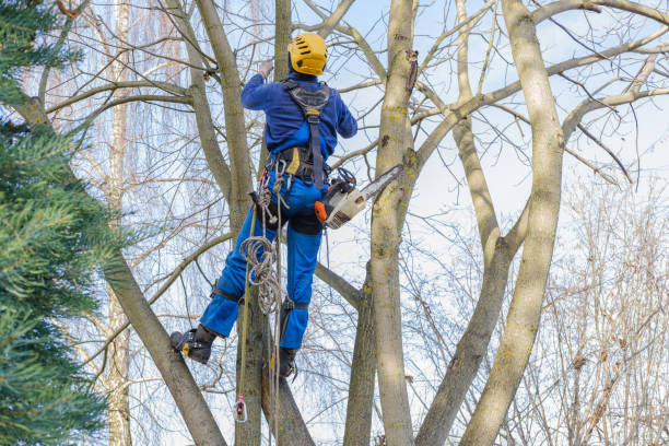 Best Arborist Consultation Services  in Haltom City, TX