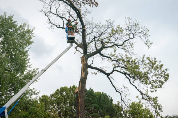 Best Tree Trimming and Pruning  in Haltom City, TX