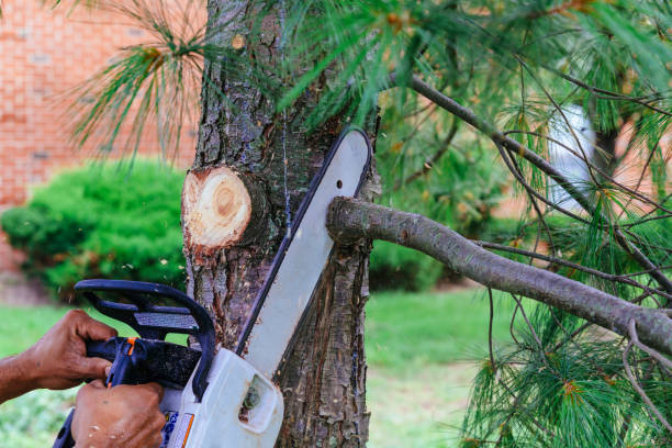  Haltom City, TX Tree Care Services Pros